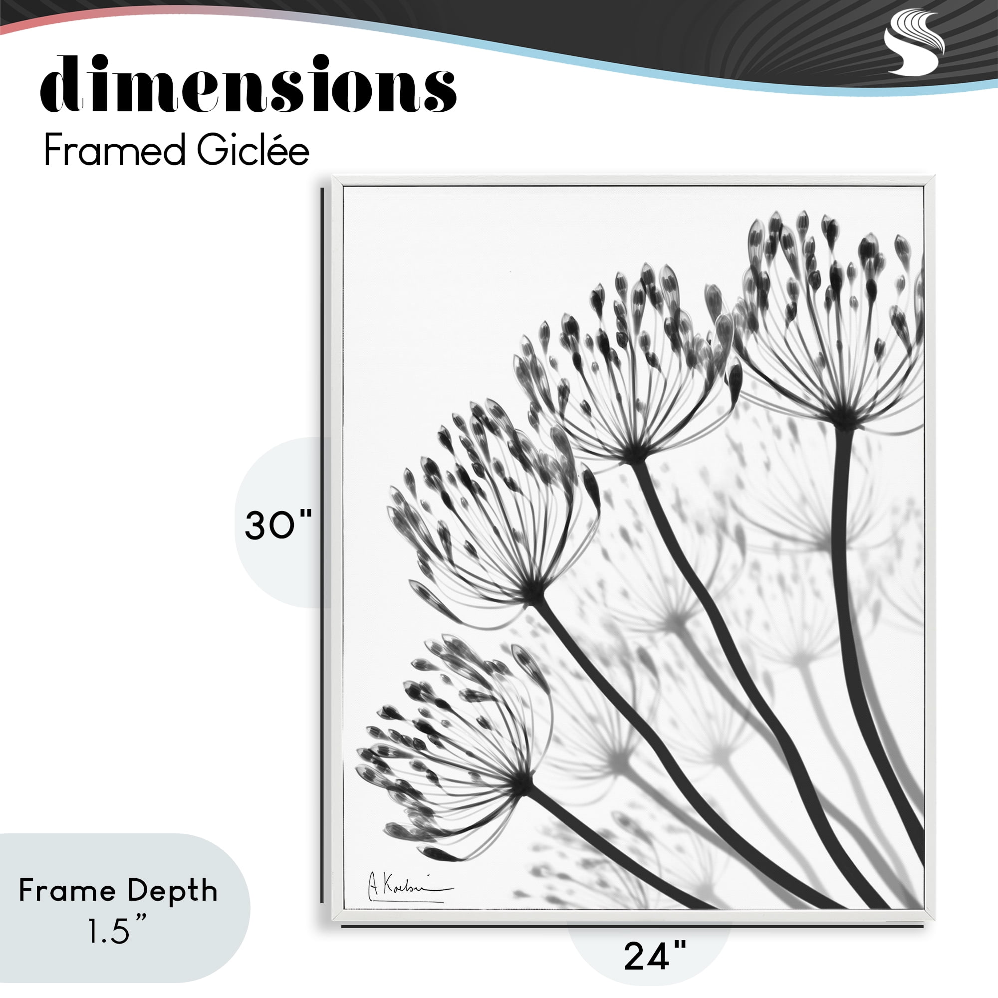 Stupell Industries Floral Fan Dandelions White Framed Giclee Art, design by Albert Koetsier