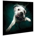 thumbnail image 2 of Empire Art Direct English Bulldog Frameless Free Floating Tempered Glass Panel Graphic Dog Wall Art, 16" x 20" x 0.2", Ready to Hang, 2 of 9