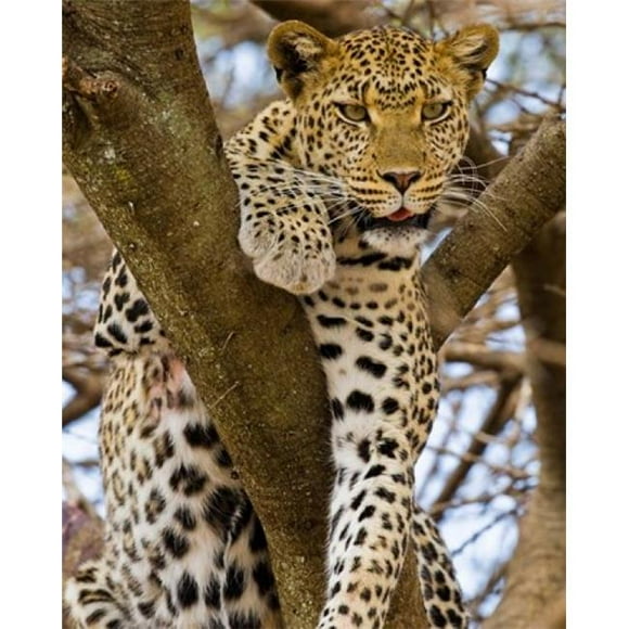 Danita Delimont PDDAF45RBE0092B Africa. Tanzania. Leopard in Tree At Serengeti Np Poster Print by Ralph H. Bendjebar, 14 x 17