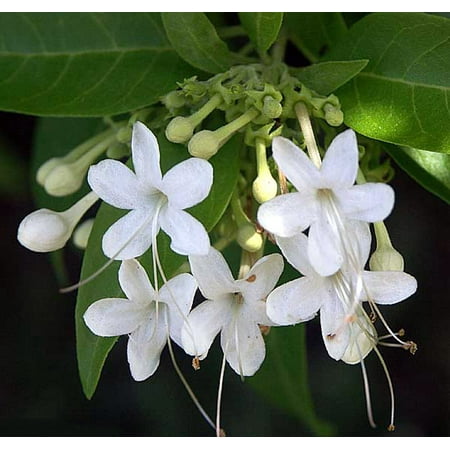Tree of Little Stars - Clerodendrum aculeatum - Indoors/Out or Bonsai - 4