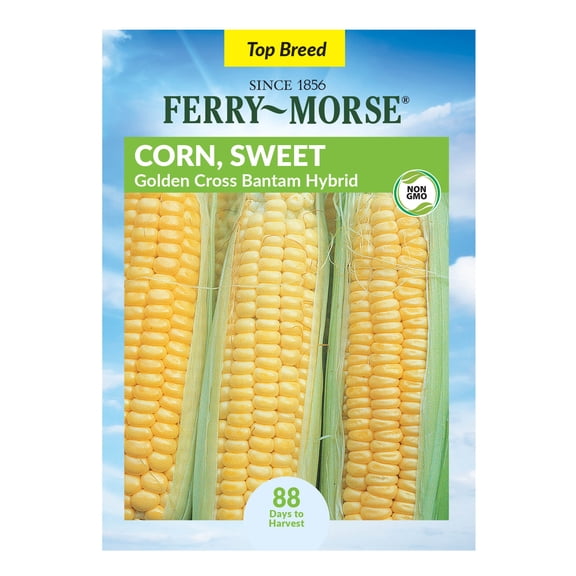 Ferry-Morse 9G Corn Golden Cross Bantam Hybrid Annual Vegetable Seeds, Full Sun