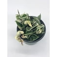 thumbnail image 2 of Variegated Hindu Rope, Hoya Compacta Carnosa, Very Rare Limited Live Plant, in 4 inch Pot, 2 of 8