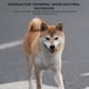 thumbnail image 4 of Huevos Chirriantes Para Perros Bola Juguetes De Vinilo Para Perros Suaves Interactivos Atrapar Jugar Bola Simulación Huevos Juguetes Chirriantes, 4 of 5