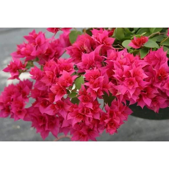 Set 2 Double Red Bougainvillea Plants 4-7" Tall for Planting, Red Bougainvillea Flower Plant, Flower Vine Plant Indoor Outdoor