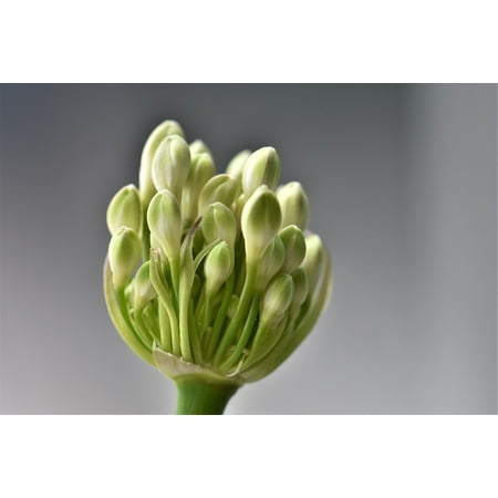 Canvas Print Bloom Agapanthus Flower Lily Blossom White Plant Stretched Canvas 10 x (Best Time To Plant Agapanthus)