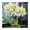 CreamGreen, variant on Amaryllis, Low Maintenance - Easy Grow - Ideal for Beds Borders, Plant Pots & Planters