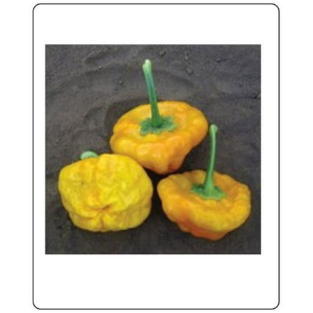 Jamaican Hot Pepper - Pepper Hot Jamaican Yellow Great Heirloom Vegetable 100 Seeds