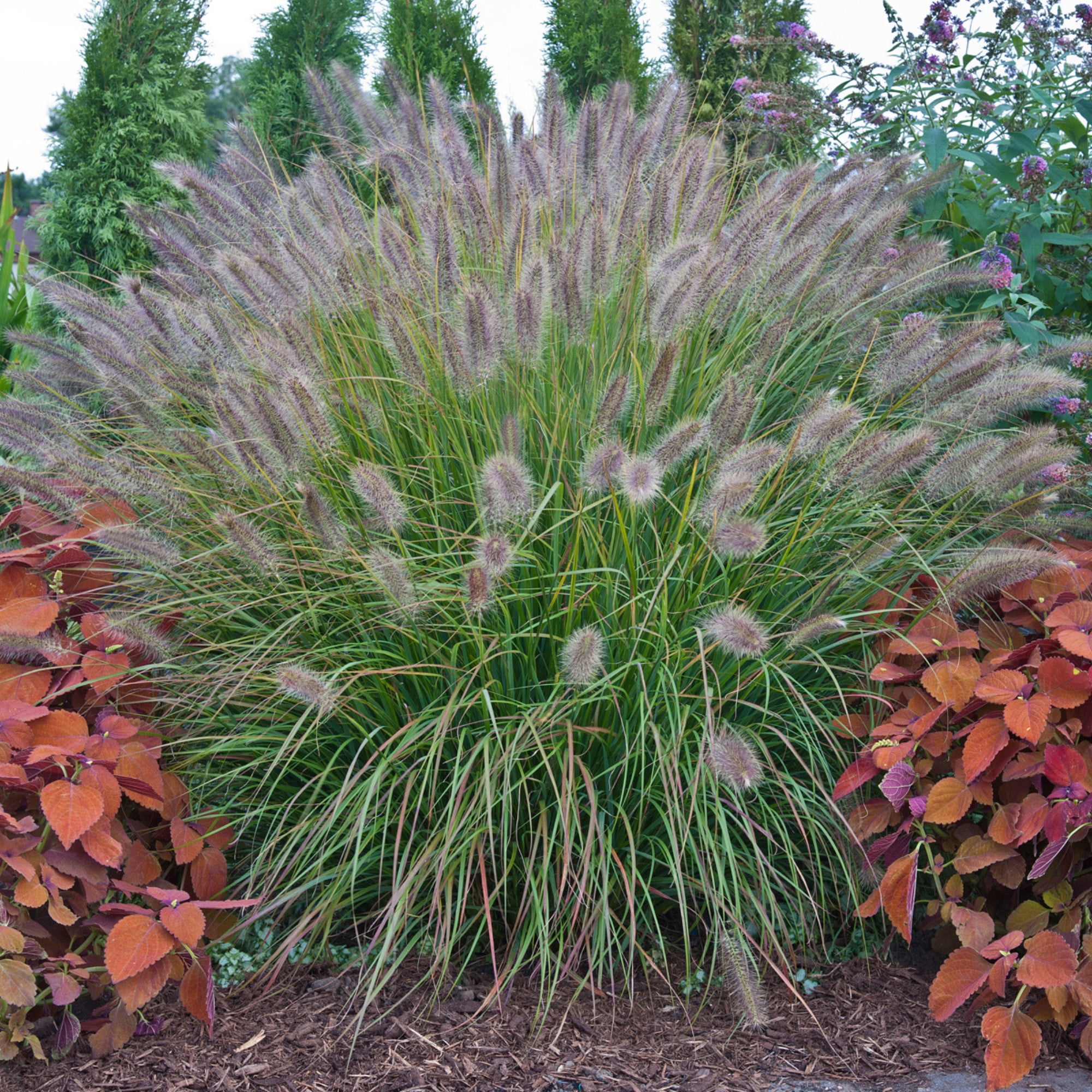 Proven Winners 6" Prairie Winds 'Desert Plains' Fountain Grass Live Plant in 6.5" Pot