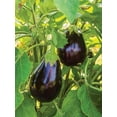 thumbnail image 3 of Burpee Black Beauty Eggplant Seed, Heirloom Vegetable, Full Sun, Annual Lifecycle, 3 of 4