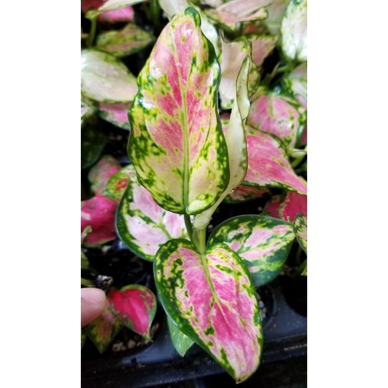 Lucky Red Chinese Evergreen Plant - Aglaonema - Low Light - 2.5" Pot