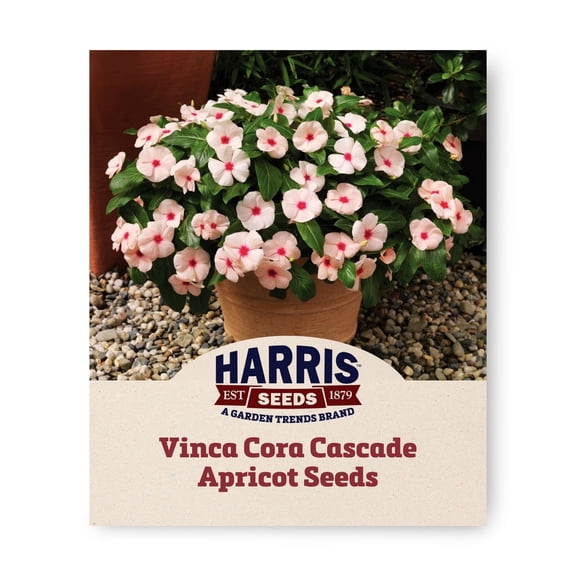 Harris Seeds Vinca Cora Cascade Apricot F1, Soft Pastel Flowers, 100 Count