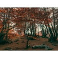 thumbnail image 2 of Artemiadi, Dora 24x19 Black Ornate Wood Framed with Double Matting Museum Art Print Titled - The Orange Season, 2 of 4