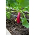 thumbnail image 3 of 250 Seeds RED ARROW SPROUTING RADISH MiniGreen Daikon Raphanus Sativus Vegetable Seeds, 3 of 8