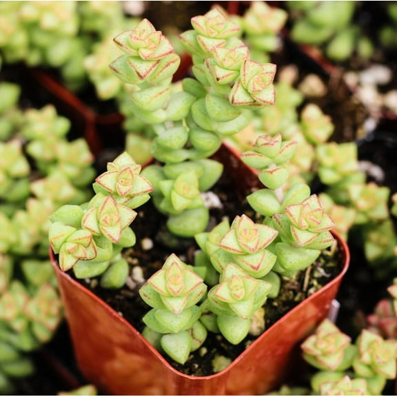 Crassula Rupestris Ssp. Commutata 'Tom Thumb' Succulent Live Plant 2 Inch for Indoor Outdoor Home Office Garden Decor