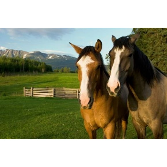 Horses in pasture, British Columbia Poster Print by Paul Colangelo (26 x 18)