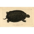 thumbnail image 2 of Blanding'S Tortoise Emydoidea Blandingii Endangereda Poster Print By ?? Florilegius Mary Evans, 2 of 4