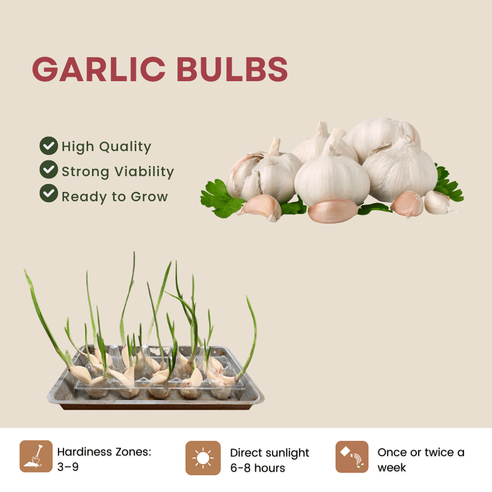 Pack 4 White Softneck Garlic Bulbs, Garlic Bulbs for Fall Planting in Garden or Container