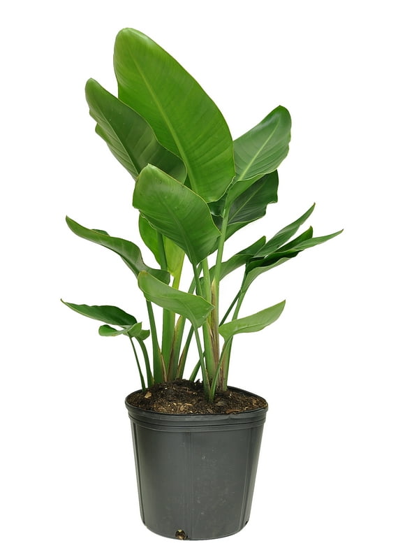 Costa Farms Live Indoor 36in. Tall White Bird of Paradise Plant in 10in. Grower Pot
