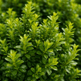thumbnail image 4 of Direct Gardening Green Mountain Boxwood Broadleaf Evergreen Shrub, 3-Gallon Potted Plant, 4 of 6
