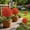 301#Red, variant on Outdoor Mum Ball Topiary Stake Plant, Uv Fade Resistant Pre Attached Spike No Maintenance Reusable Autumn Shrub, Fall Decorative Accent for Porch Walkway Halloween Thanksgiving Yard Layout