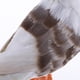 thumbnail image 4 of 3 Piezas De Aves Artificiales De Simución De Gaviota Con Plumas De Aves Falsas Decoración para hogar CUTICAT Pájaro artificial de la simulación, 4 of 8