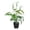 White, variant on erfcxs Bonsai Flower Calla Green
