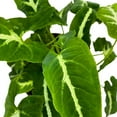thumbnail image 3 of Florida House Plants 6" Syngonium Wendlandii Black Velvet Arrowhead Vine Rare Live Plants, Indoor, 3 of 5
