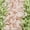 Green Pink, variant on INSPIRE CHIC Flat Fuzzy Shoelaces Colored Shoe Laces Soft Wide Fluffy Shoestrings 2 Pairs Green Blue 140cm/55.12"