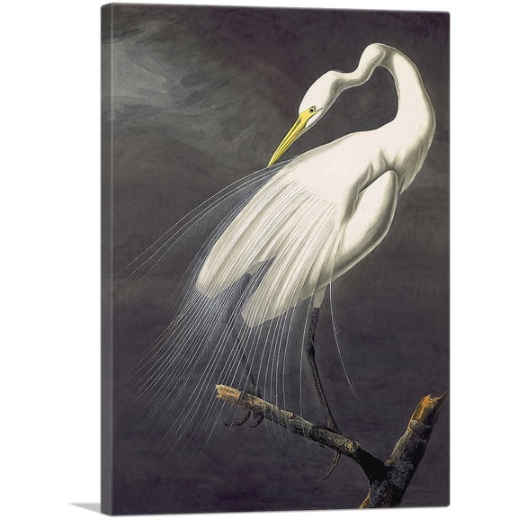 ARTCANVAS Great Egret Canvas Art Print by John James Audubon - Size: 26" x 18" (0.75" Deep)