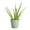 Sage, variant on Live Aloe Vera Plant - Easy Care - 4" Decorative Pot Cover - Thorsen's Greenhouse