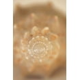 thumbnail image 2 of Millet, Karyn 23x32 White Modern Wood Framed Museum Art Print Titled - Sea Shell V, 2 of 4