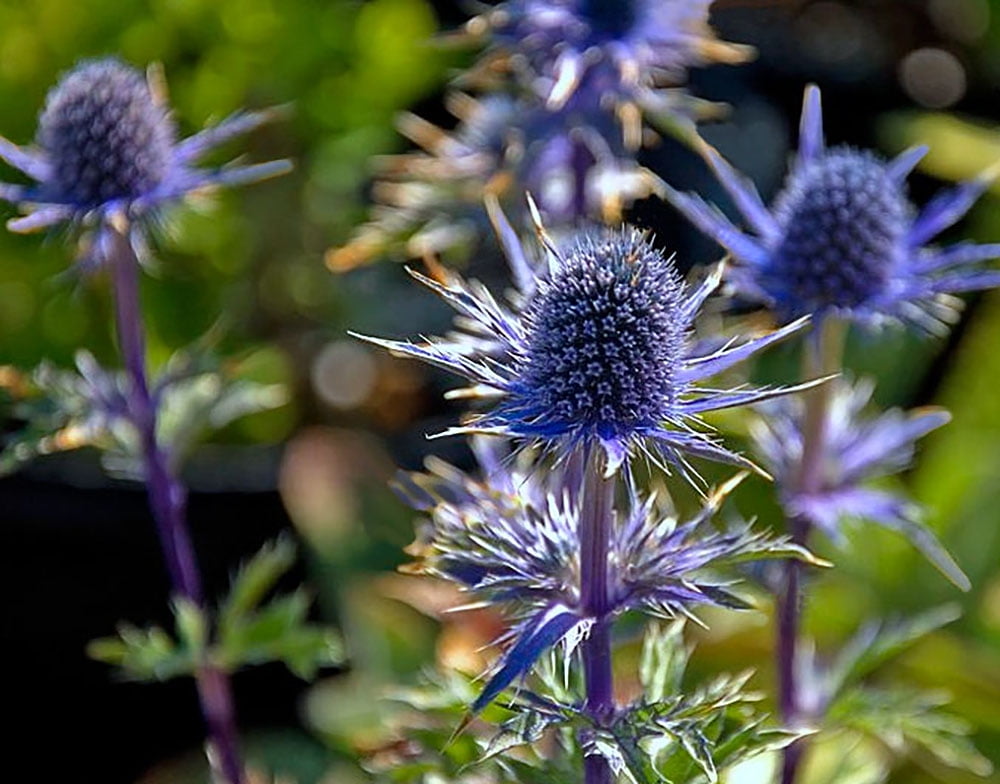 Blue Glitter Sea Holly Perennial Eryngium Live Plant Quart Pot