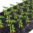 thumbnail image 2 of Agfabric 4 ft. x 100 ft. Easy-Plant Weed Block Mulch Weed Barrier Fabric with Planting Hole 4 in. Dia., 2 of 4