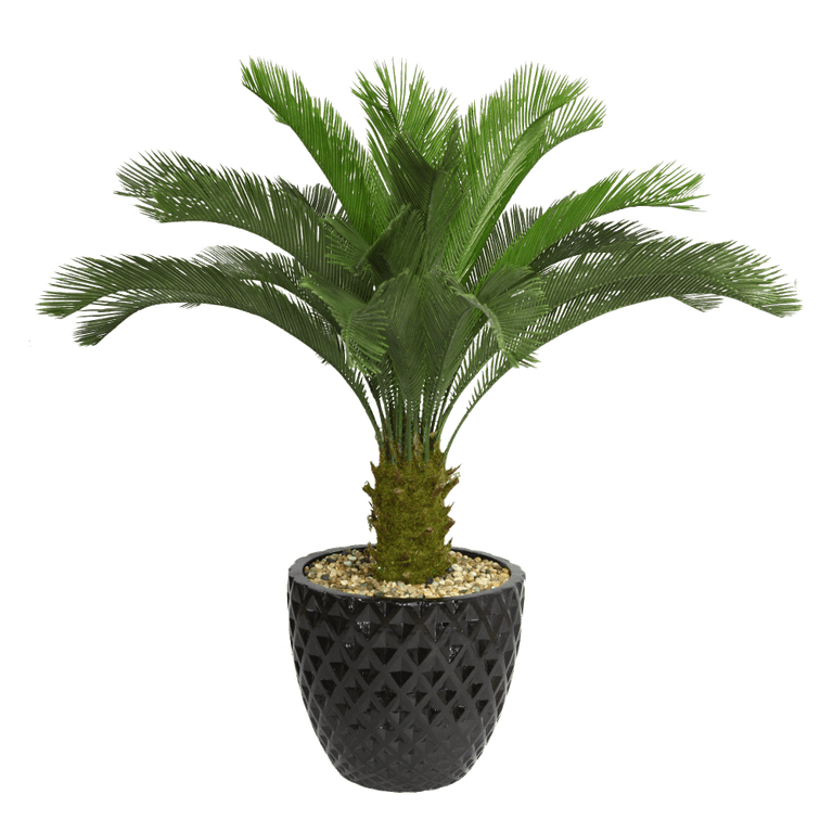 split philodendron plant Philodendron Lickety Split (Philodendron bipinnatifidum)  Rolling Greens