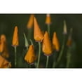 thumbnail image 2 of Posterazzi DPI12278001LARGE Rain Falls on California Poppies Poster Print - 38 x 24 in. - Large, 2 of 4