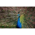 thumbnail image 2 of Ronin 24x17 White Modern Wood Framed Museum Art Print Titled - The Peacock, 2 of 4