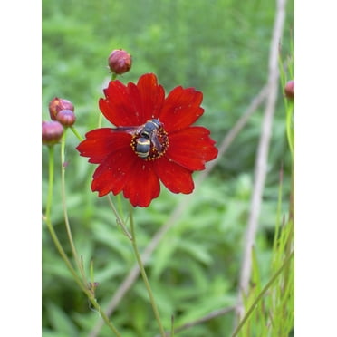 500 RED Dwarf PLAINS COREOPSIS Coreopsis Tinctoria Flower Seeds