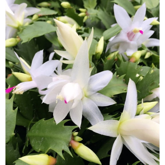 White Christmas Cactus Live Plant for Planting, Holiday Cactus Flowers Crab Cactus Plant in 3 Inch Pot