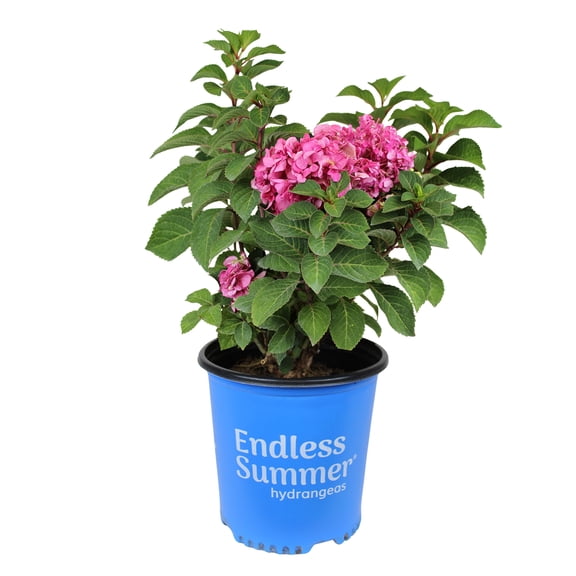 Endless Summer Pink Hydrangea Live Plant Shrub in 2 Gal. Grower Pot