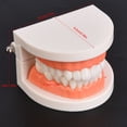 thumbnail image 1 of Modelo De Dientes Orales, Modelo De Goma Suave Modelo De Dientes Mano De Obra Exquisita Resistente Al Desgaste Realista Para El Hogar, 1 of 7
