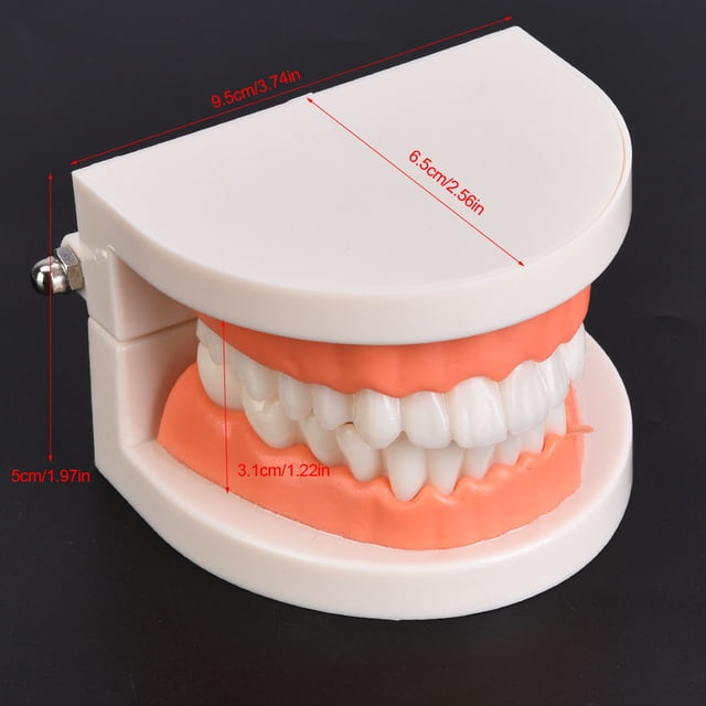 Modelo De Dientes Orales, Modelo De Goma Suave Modelo De Dientes Mano De Obra Exquisita Resistente Al Desgaste Realista Para El Hogar