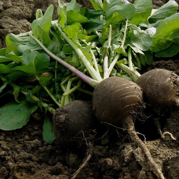 Radish Garden Seeds - Black Spanish Round - 4 g Packet ~300 Seeds - Non-GMO Vegetable Gardening Seeds by Mountain Valley