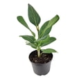 thumbnail image 3 of Ficus Audrey (6" Minimalist Pot) - Fiddle Leaf Fig - Air purifying Indoor Plant - Easy to Care Houseplant for Beginners - Best Houseplant for Home Office Decoration, 3 of 8