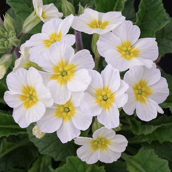 White Primrose Plant in 4" Pot, Compact Flowering Plant with Bright Seasonal Blooms