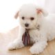 thumbnail image 5 of Corbatas elásticas para perros, corbatas ajustables para cachorros con campana, elegante accesorio para mascotas, rojo vino, 5 of 5