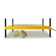 EcoGlow Safety 2000 Chick Brooder