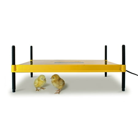 EcoGlow Safety 2000 Chick Brooder