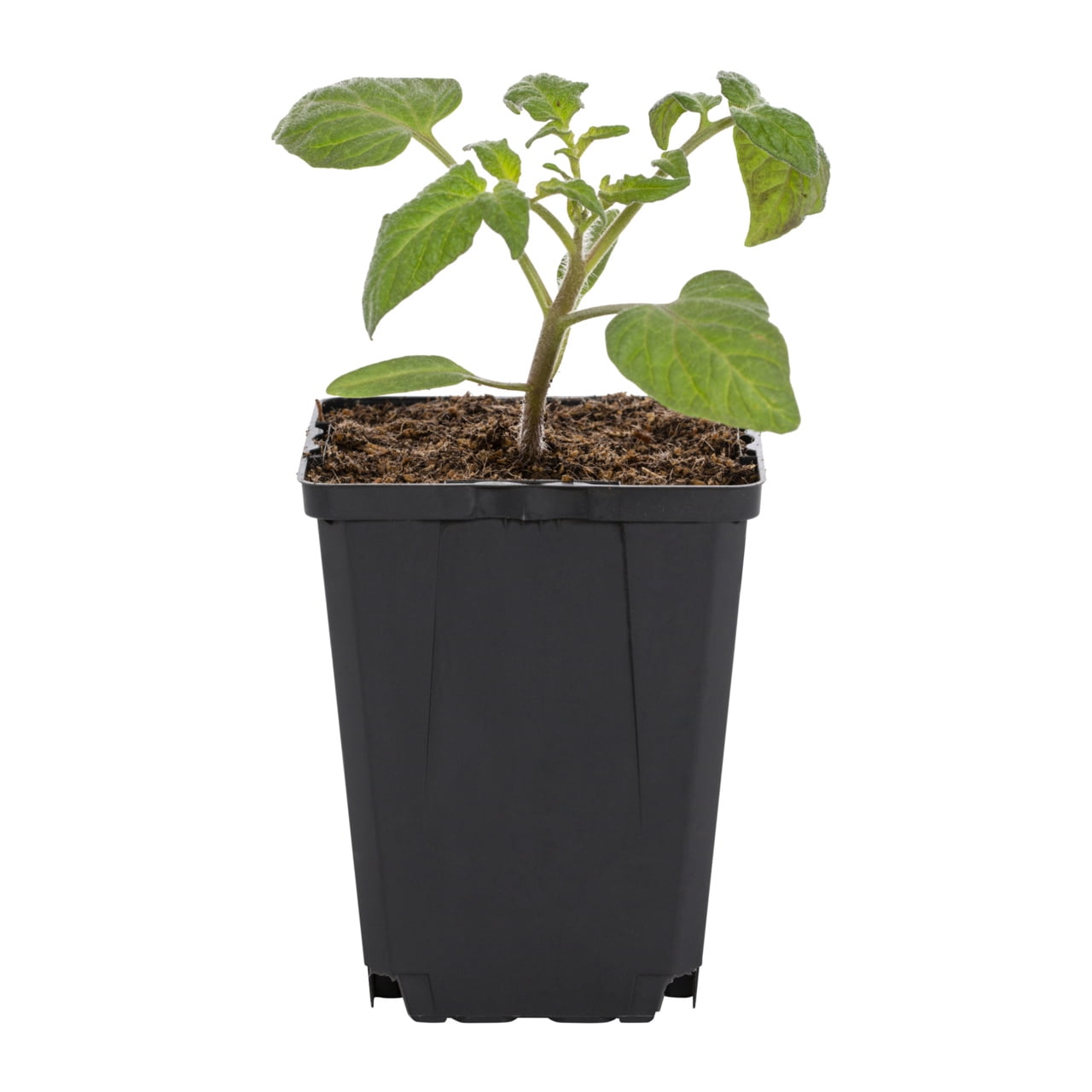 Expert Gardener 1PT Beefsteak Tomato Live Edible Plant Sun 6-Pack