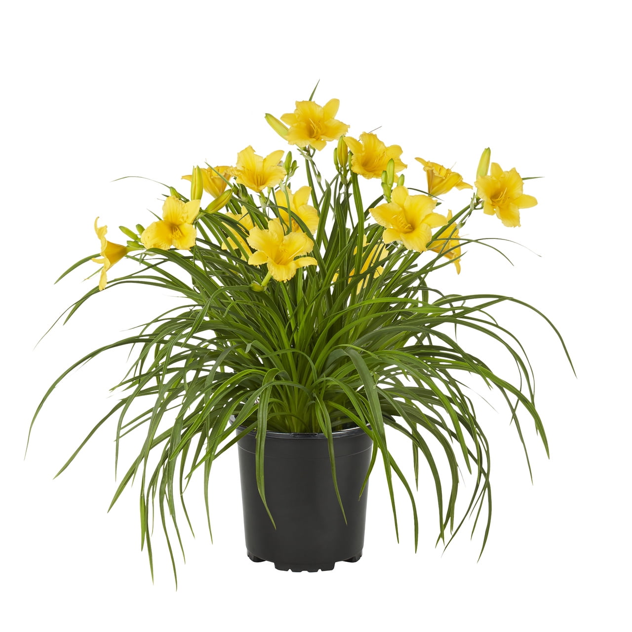 Expert Gardener 2QT Yellow Daylily Live Perennial Plant Sun 3-Pack