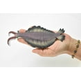 thumbnail image 3 of Anomalocaris, Toy, Prehistoric, Fossil, Arthropods, Realistic Rubber Figure, Model, Educational, Animal, Hand Painted Figurines, 7" CH047 BB77, 3 of 8